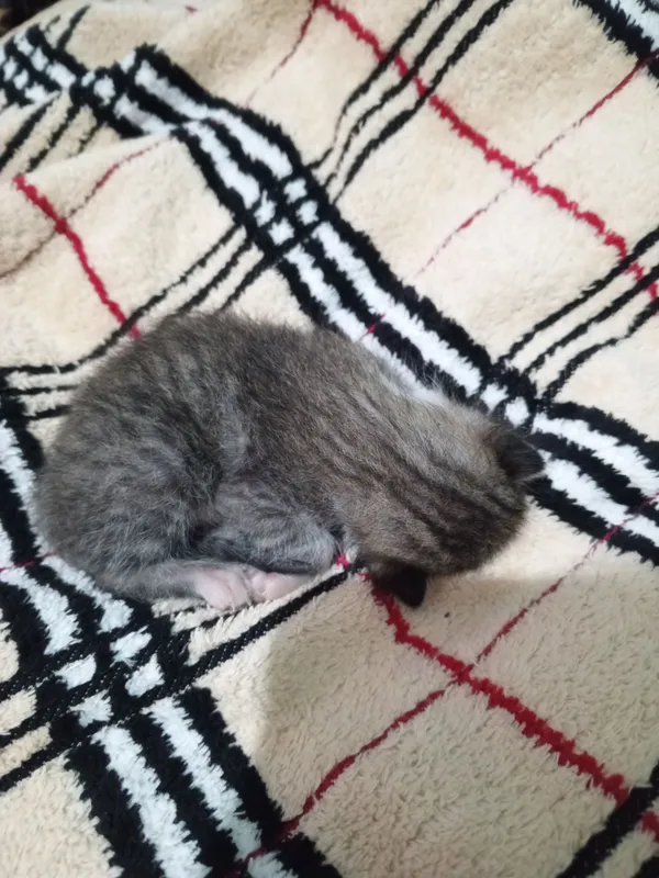 mushuk кошка животные mushuk