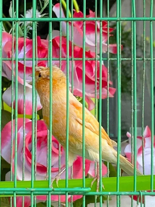 Канарейка шмель продам — фото 1