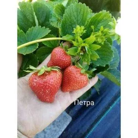 Рассада клубники — фото 3