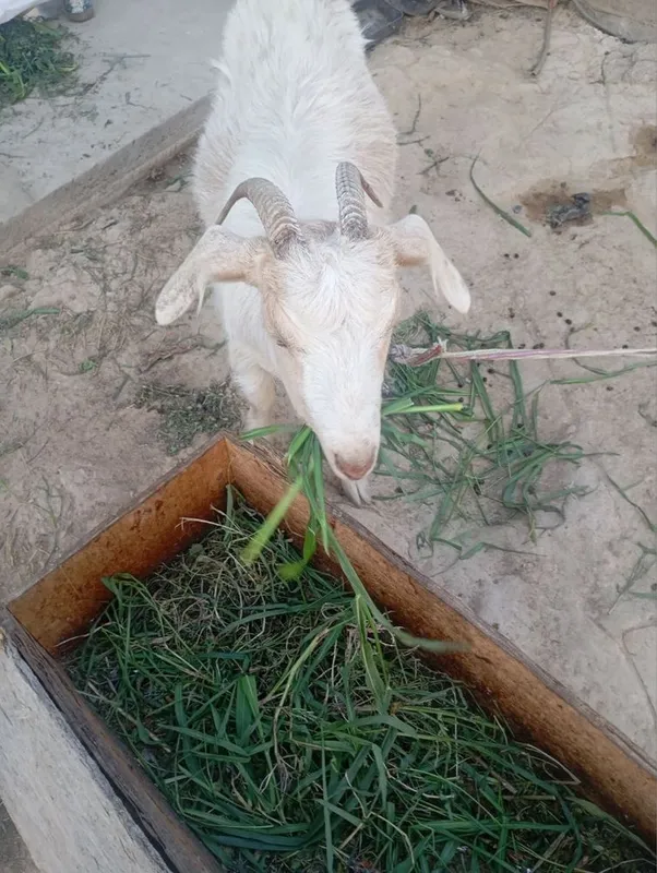 Echki sotiladi 1 yoshu 3 oyli Echki sotiladi 1 yoshu 3 oyli
