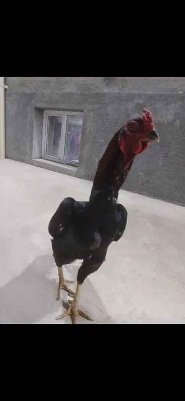 Kulangi: Dakan xoʻroz 3 Kulangi: Dakan xoʻroz 3