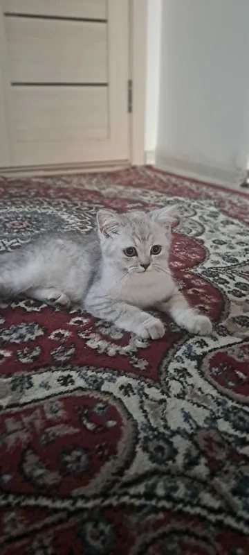 Mushuk sotiladi juda aqilli odamga o'rgangan latokka 100 % boradi 1 Mushuk sotiladi juda aqilli odamga o'rgangan latokka 100 % boradi 1