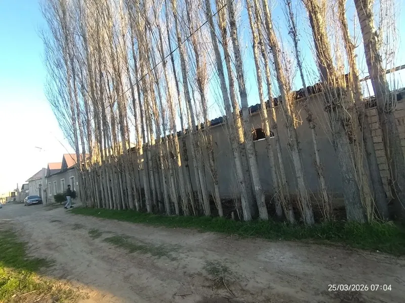 Teraklar sotiladi 200.000 soʻmdan kelishtrib beriladi — фото 1