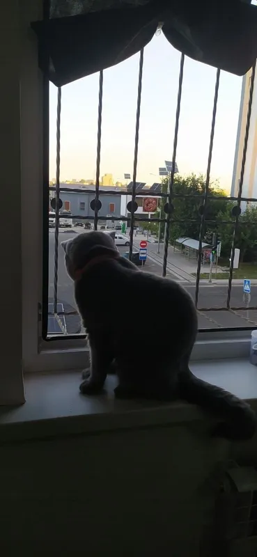 British Shorthair (British Blue) zoti, juda chiroyli mushukcha sotilad 3 British Shorthair (British Blue) zoti, juda chiroyli mushukcha sotilad 3