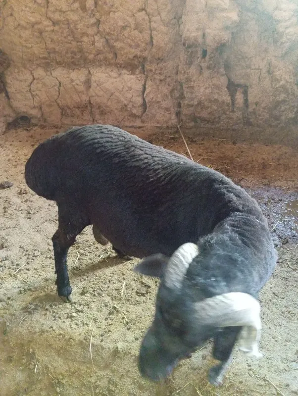 Qochqor sotiladi 2