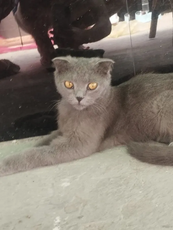 Скоттиш фолд сотилади 1