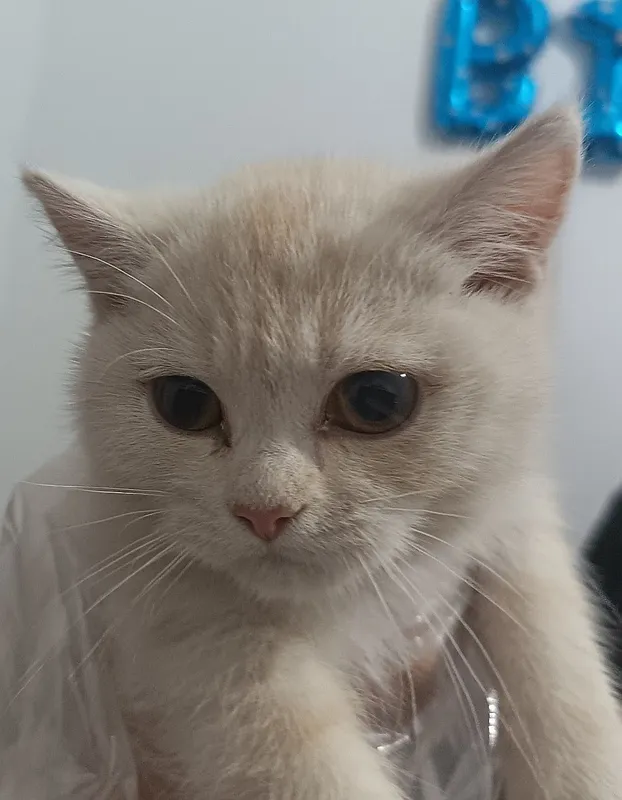 Mushuk o'g'il bola,Кошка мальчик — фото 4