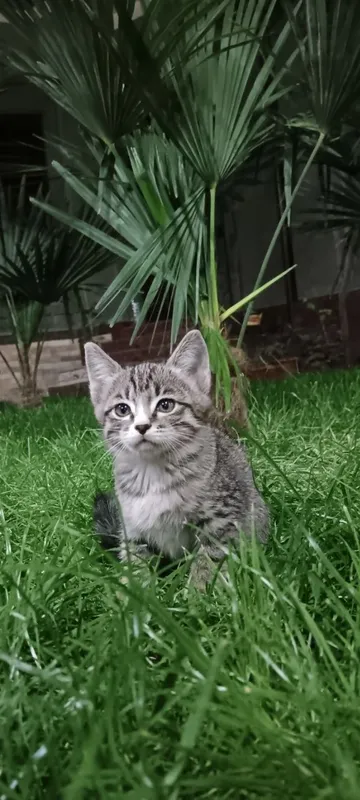 Кошки без породные 2