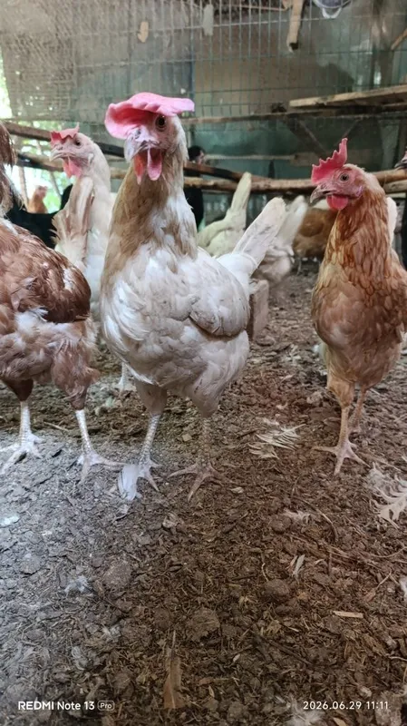 Продам домашних кур. 3 Продам домашних кур. 3