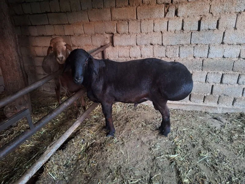 Qurbonlikka qo'chqorlar