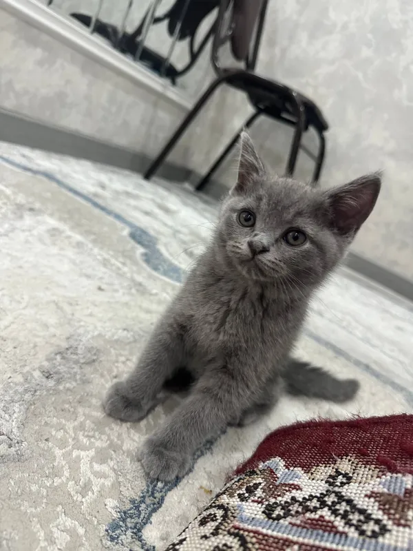 продаются чистокровные британские котята — фото 3