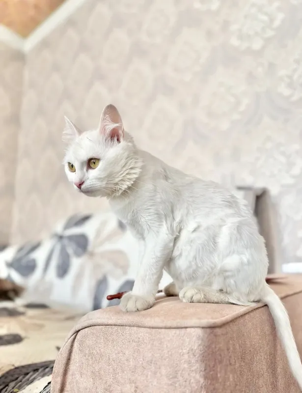Кошка Кошка