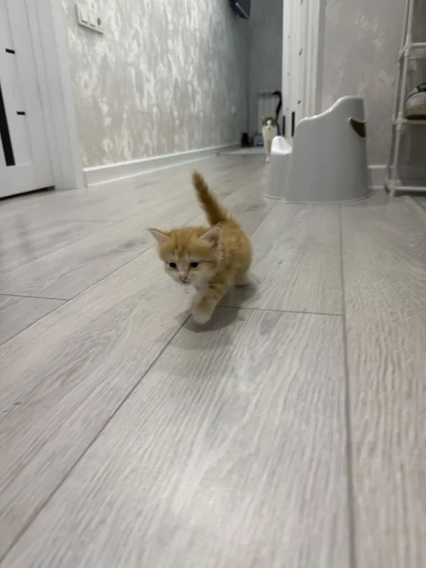 Милота 5 котят в хорошие руки 6 Милота 5 котят в хорошие руки 6