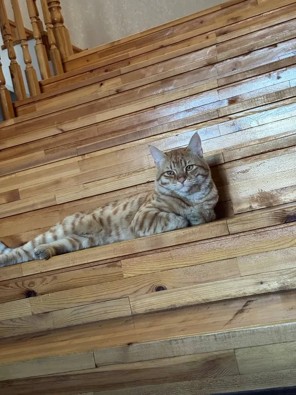 кошка 2 кошка 2