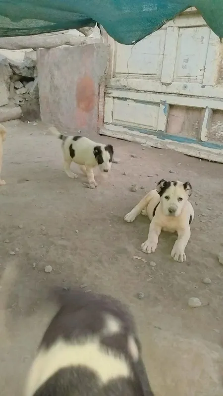 alabay bolalari sotiladi 40 kunlik 3 alabay bolalari sotiladi 40 kunlik 3