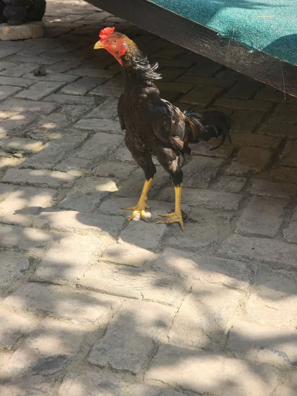 Ko shamo va duragay sotiladi 3 Ko shamo va duragay sotiladi 3