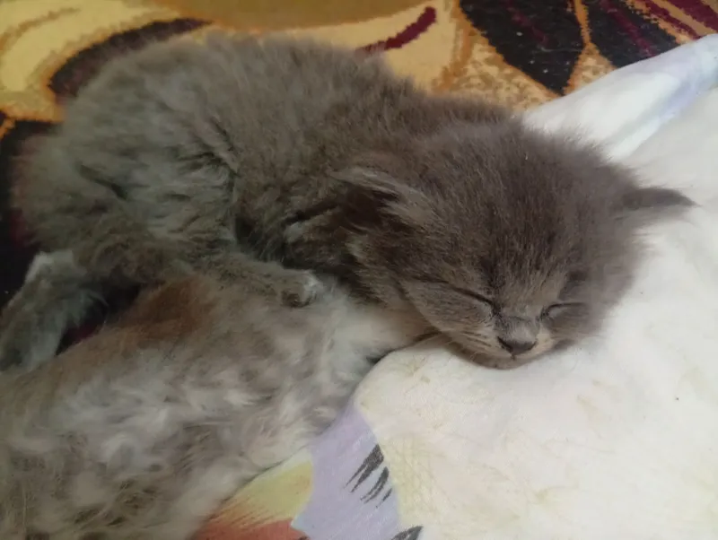 Scottish Fold— qulogi oldinga qayrilgan mushuk — фото 1