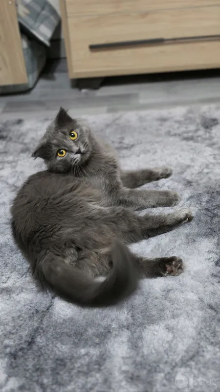 Вязка шотландского вислоухого кота Scottish Fold 1 Вязка шотландского вислоухого кота Scottish Fold 1