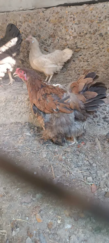 Brama tovuqlar sotiladi 1