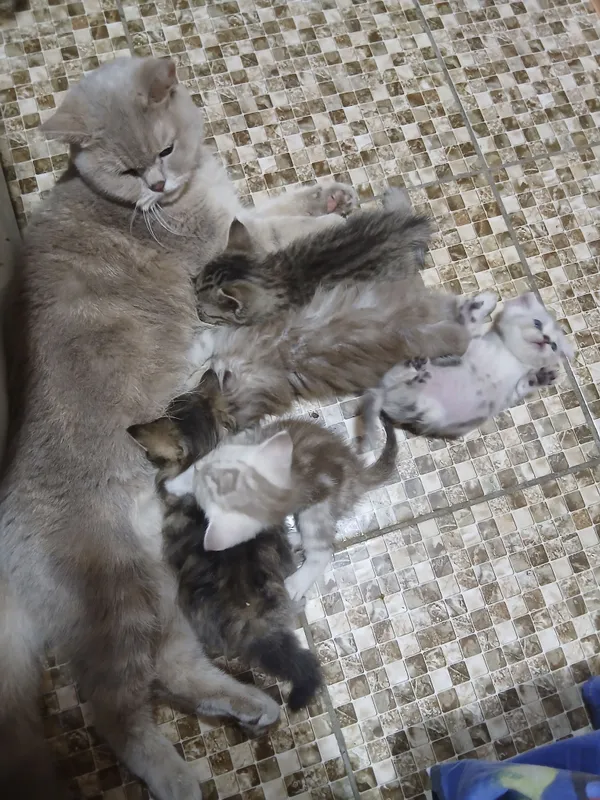 котики Шотландский мальчик и девочка 4