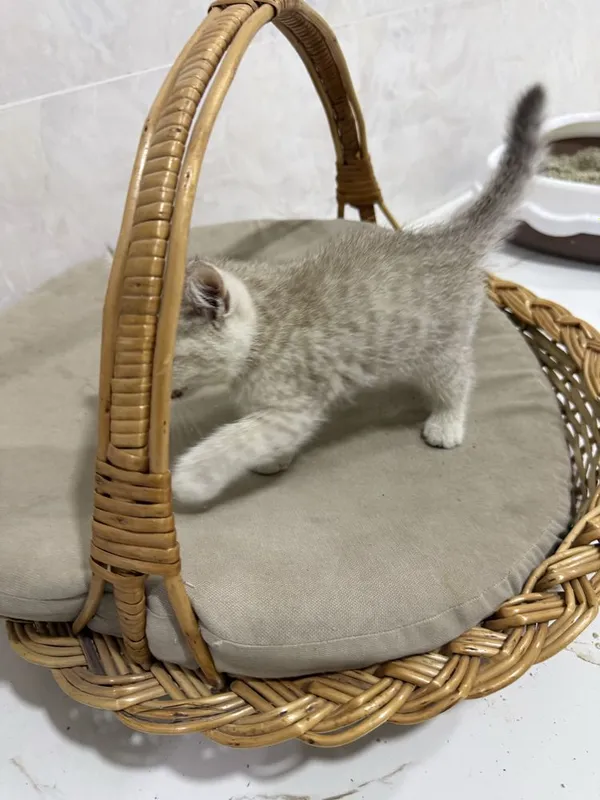 Котята золотые шиншилы 2 Котята золотые шиншилы 2