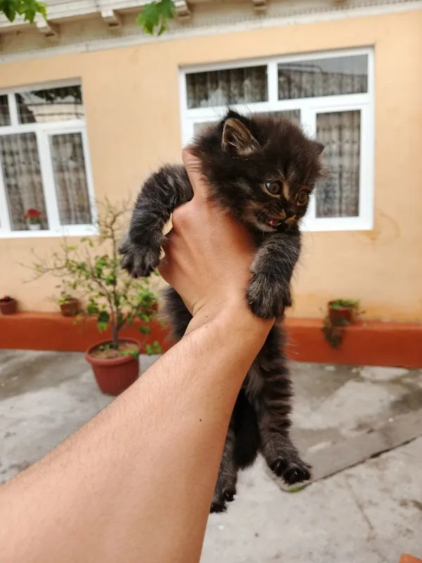 Mushukchalar sotiladi 1 ta qiz 1 ta oʻgʻil — фото 3