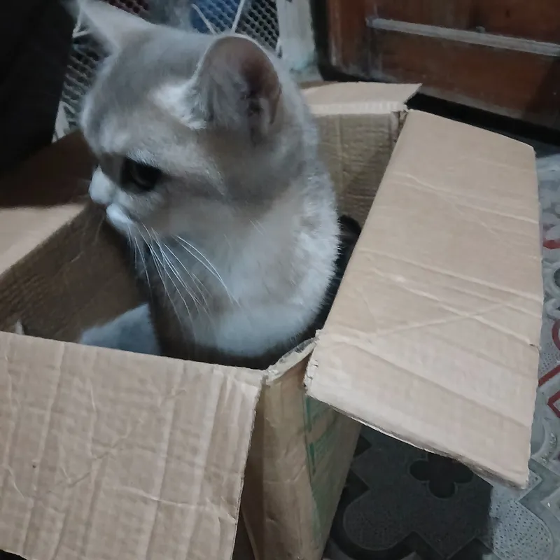 Продаётся кошка 2 Продаётся кошка 2