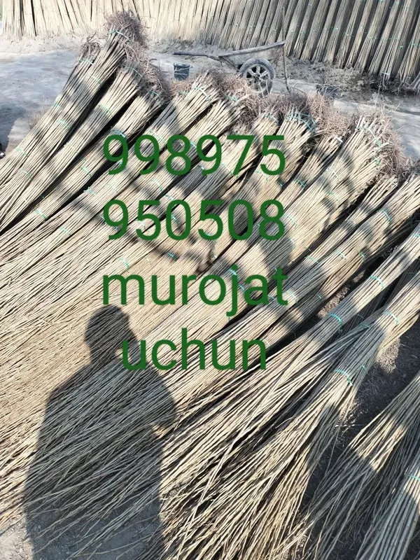 Terak kuchat sifatli arzon narhlarda