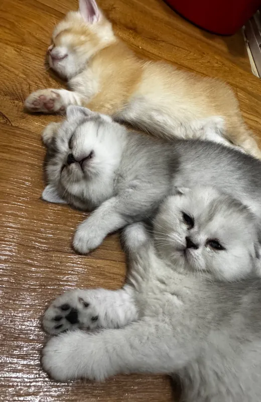 Очаровательные британские котята — фото 4