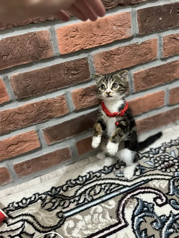 Mushu sotiladi zotli 3