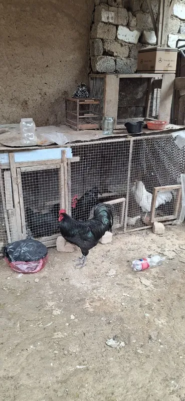 Qora zotdor horoz sotiladi 4 Qora zotdor horoz sotiladi 4