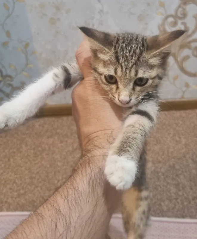 Отдам котят бесплатно 4