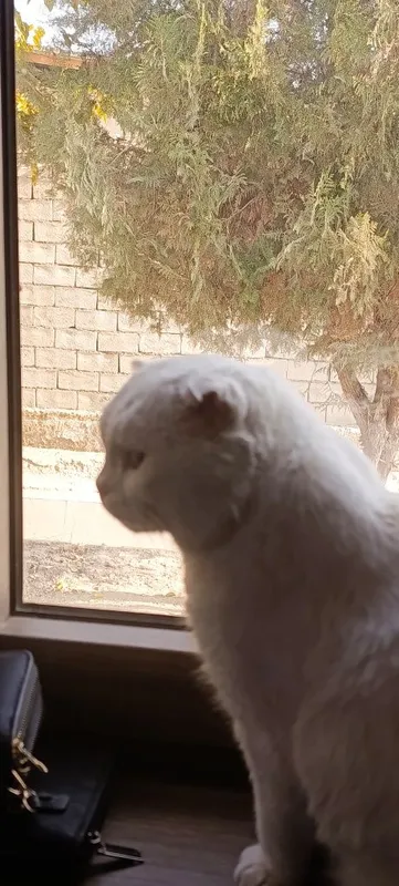 Scottish fold срочно сотилади — фото 4