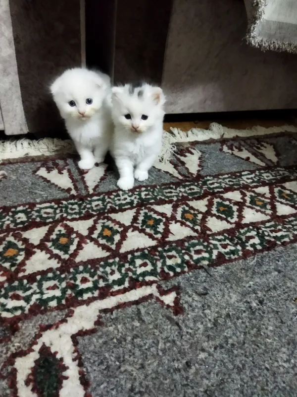 Продам трёх плюшевых котят — фото 1