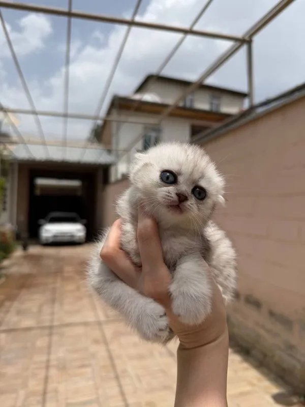 Котята маленькие 2 месяца