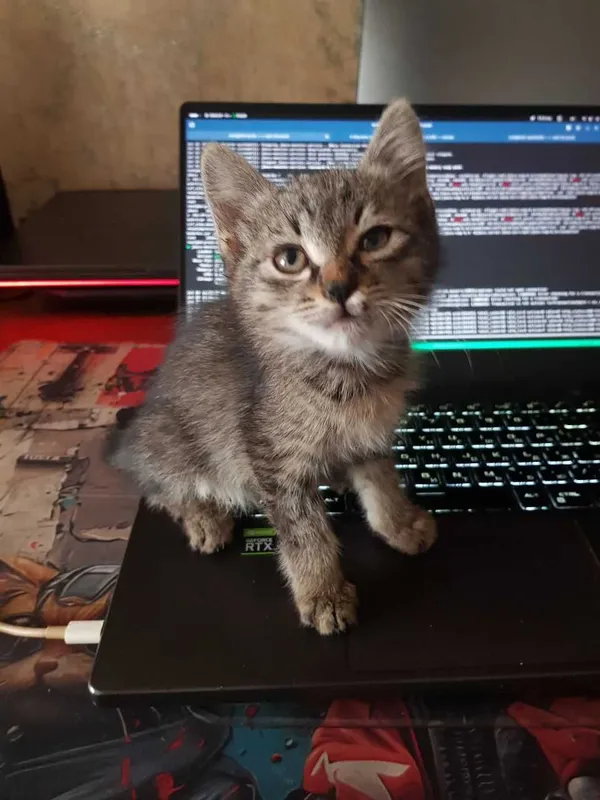 Котенок, возраст 1+ месяц, кот Котенок, возраст 1+ месяц, кот