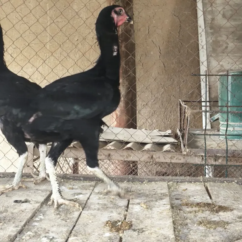 Dakan tovuqlar . 4