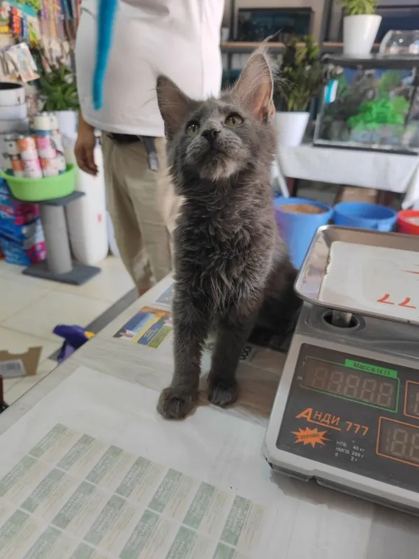 Продается котёнок Мейн-кун Продается котёнок Мейн-кун