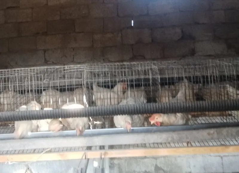 Loman sendi tovuqlaro sotiladi Loman sendi tovuqlaro sotiladi