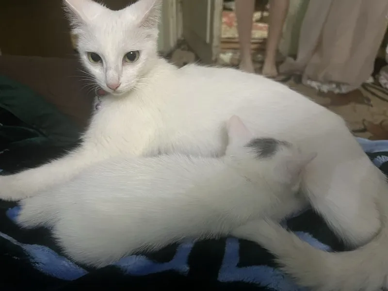 Отдам даром кошку пародистую