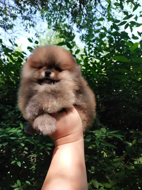 Померанкий Шпиц