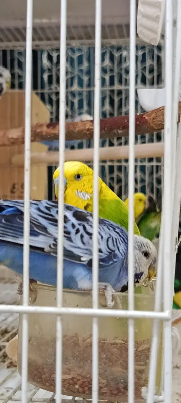 Продаются чешские попугаи 4
