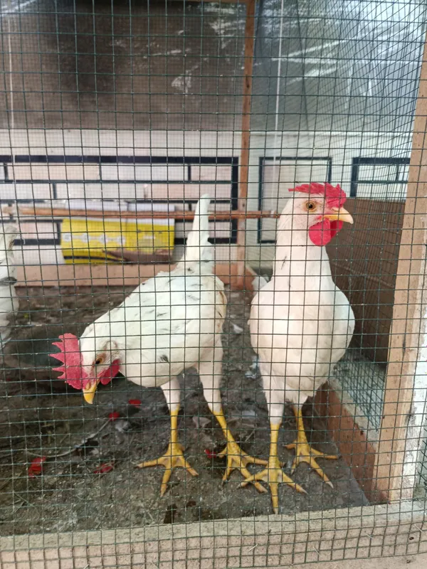 Sotiladi 3 oylik juja Xorozlar Sotiladi 3 oylik juja Xorozlar