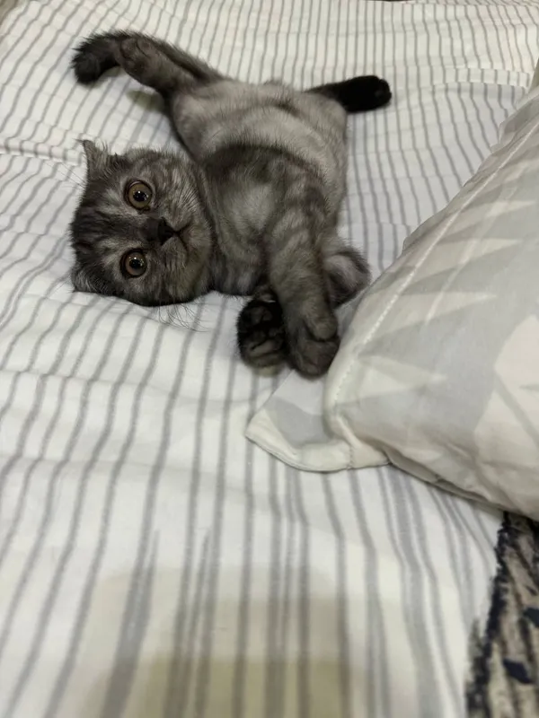 Scottish fold mushuk