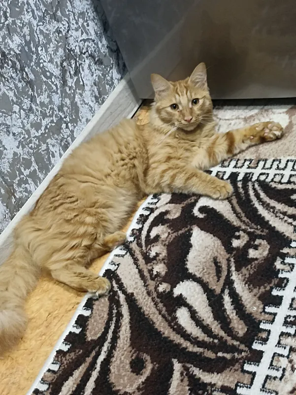 отдам даром кота отдам даром кота