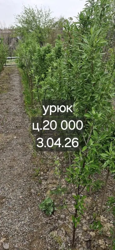 Фруктовые деревья, персик, слива, яблоки, урюк, черешня — фото 3
