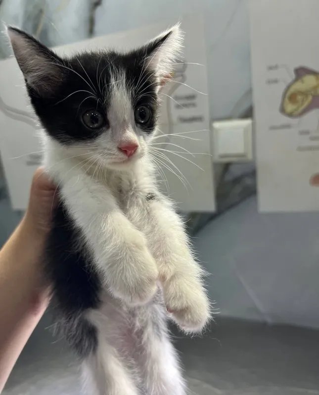 Подарю 2 котят 3 Подарю 2 котят 3