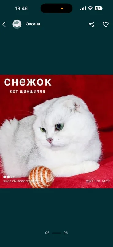 Вязка коты шиншиллы