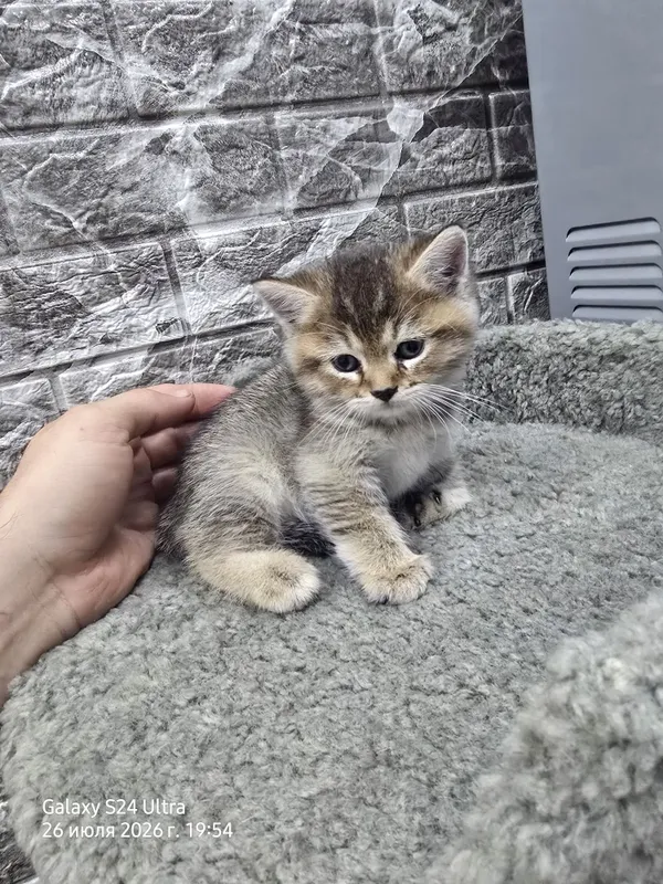 Продаются котята серебристая шиншила 4