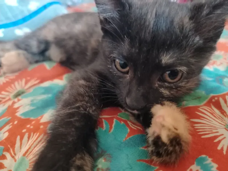 Кошка бесплатная — фото 1
